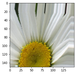 Output 7. Image augmentation of flowers data set - image generator sample image 2.