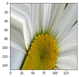 Output 8. Image augmentation of flowers data set - image generator sample image 3.