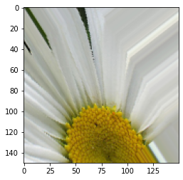 Output 9. Image augmentation of flowers data set - image generator sample image 4.
